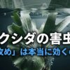 ビカクシダの害虫対策「水攻め」の効果と検証 画像タイトル: ビカクシダの水攻め検証