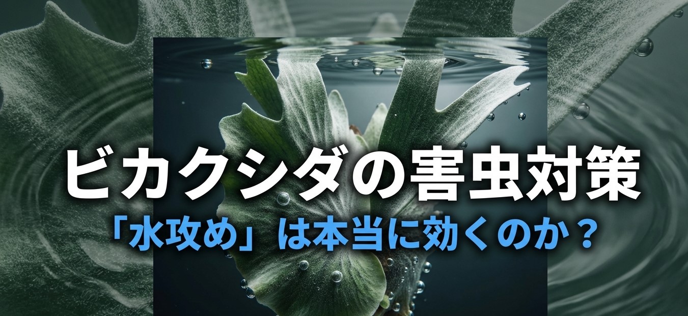 ビカクシダの害虫対策「水攻め」の効果と検証 画像タイトル: ビカクシダの水攻め検証