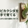 憧れのビカクシダを自分の手で育てるための、組織培養苗の基礎と育て方を示すタイトルスライド