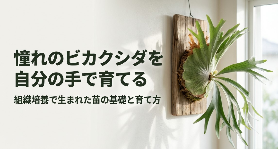 憧れのビカクシダを自分の手で育てるための、組織培養苗の基礎と育て方を示すタイトルスライド