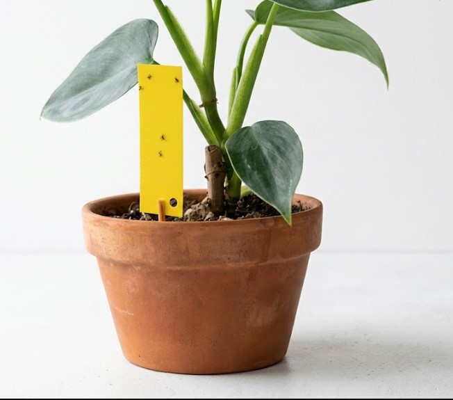 鉢植えの土に挿された黄色い粘着テープ式の虫取りトラップに小さな虫が捕獲されている様子