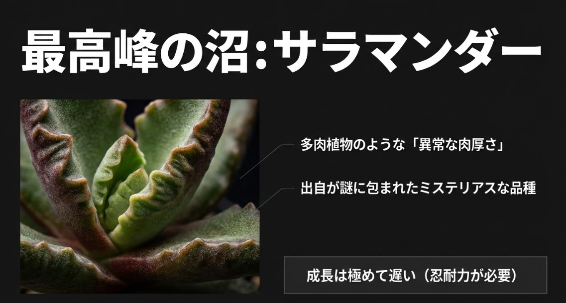 多肉植物のような異常な肉厚さとミステリアスな出自を持つスーパードワーフサラマンダー