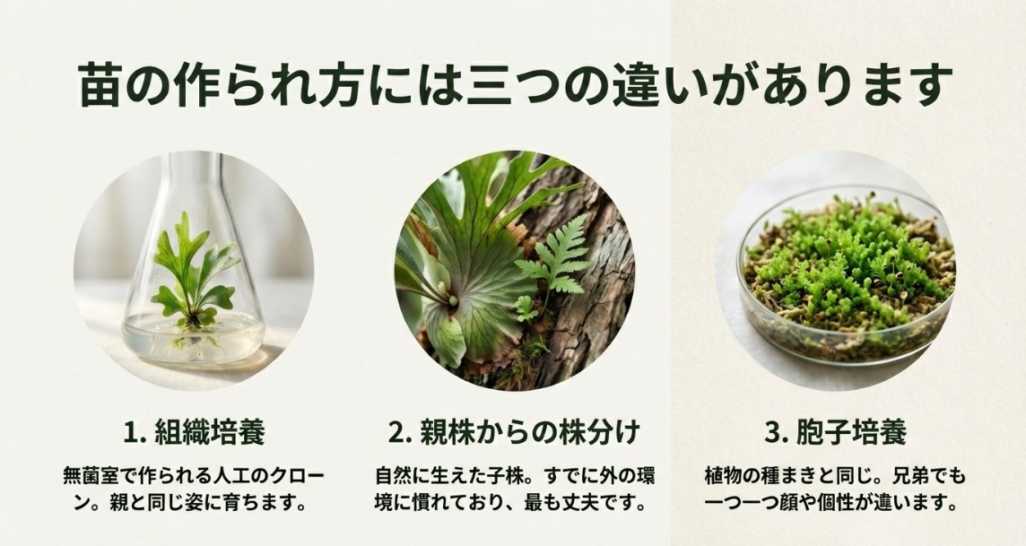 ビカクシダ苗の作られ方3つの違い フラスコ苗、親株と子株、シャーレ内の胞子培養の3つの画像が並び、組織培養、株分け、胞子培養の違いを説明しているスライド