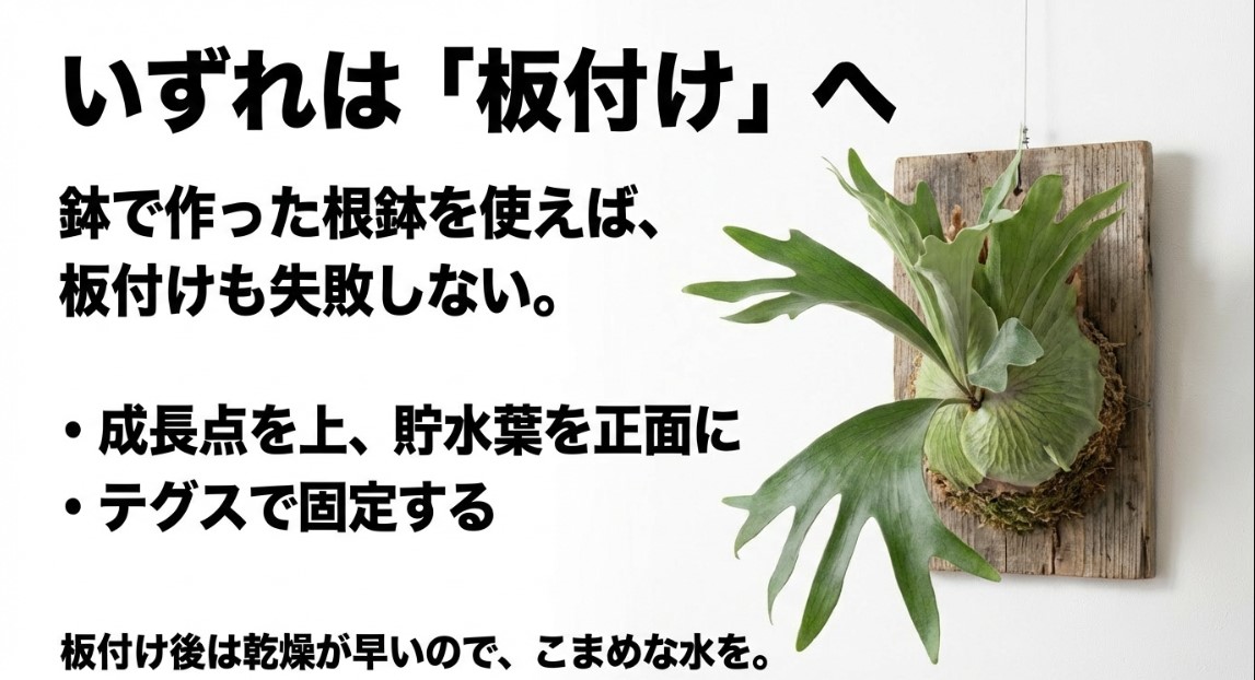 鉢植えで作った根鉢を利用したビカクシダの板付け移行手順