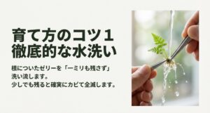 育て方のコツ1:徹底的な水洗い ピンセットを使って流水でビカクシダの根についたゼリーを丁寧に洗い流している様子