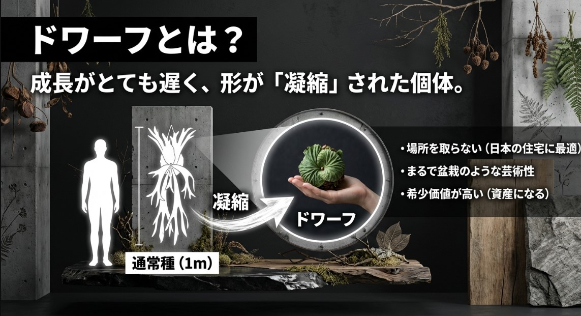 成長が遅く形が凝縮されたビカクシダのドワーフ品種と通常種（1m）の比較図