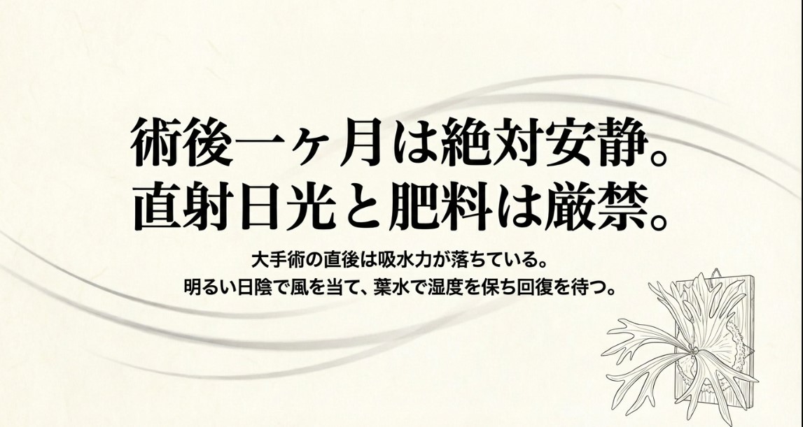 板付け完成後のビカクシダのイラストと、術後1ヶ月は直射日光や肥料を避けて安静にするよう説明するスライド。