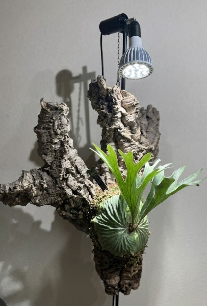 育成ライトPlantsNEXLIGHT（プランツネクスライト）の真下で管理されるビカクシダ・デラロッチャの板付け。