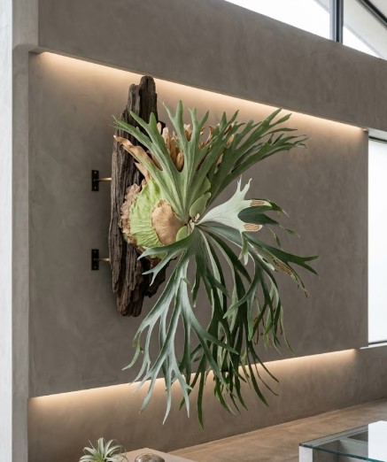 壁に飾られた巨大なビカクシダ・デラロッチャ。炎のように立ち上がる貯水葉と浮き出た白い葉脈が特徴。