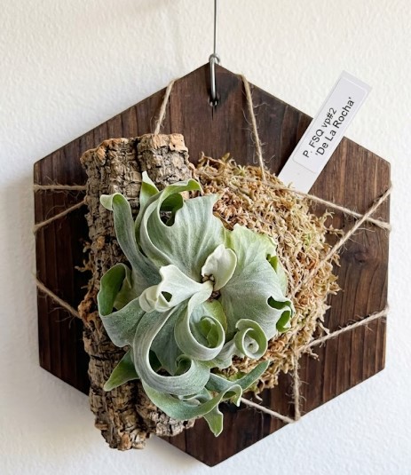 ビカクシダデラロッチャの育て方！3つのコツ2026｜ビカクナビ