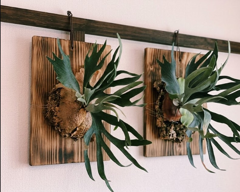 焼杉板に板付けされたが、成長点を傷つけ不格好になってしまったビカクシダの子株。