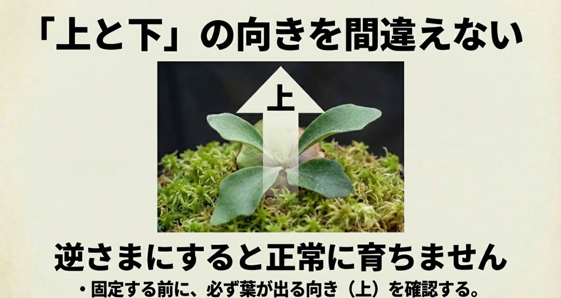 ビカクシダの正しい上の向きを示す矢印