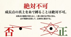 成長点の真上を糸で縛るのが不可（否）であり、周囲を迂回して固定するのが正解（正）であることを示す比較図。
