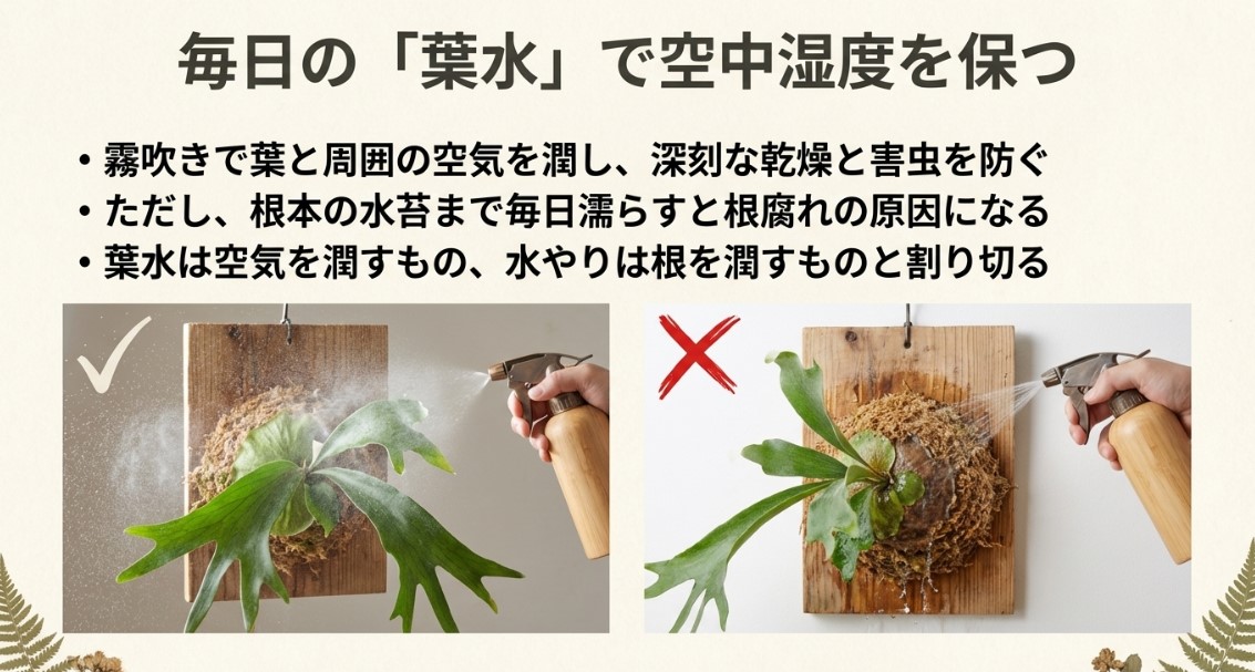 毎日の葉水の効果と根腐れへの注意喚起をまとめたテキスト