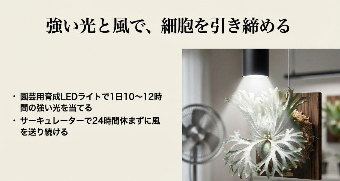 育成LEDライトとサーキュレーターを使用したビカクシダの室内栽培環境イメージ