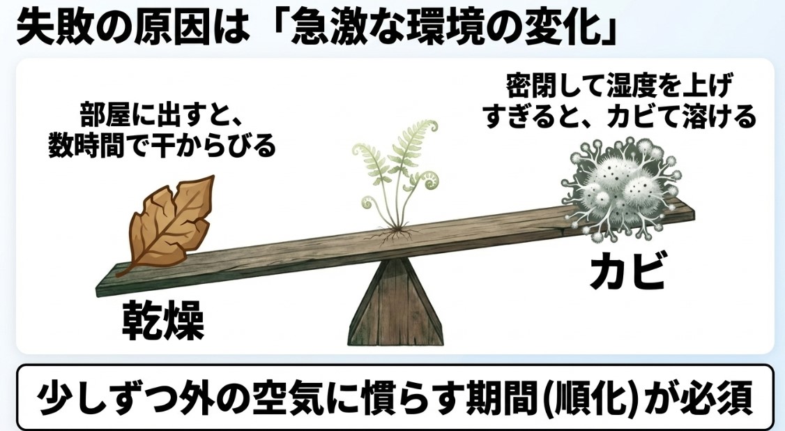 急激な環境の変化による失敗 メリクロン栽培の失敗原因である乾燥とカビのリスク