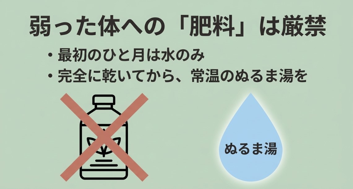 弱った体への「肥料」は厳禁。最初のひと月は水のみ、完全に乾いてから常温のぬるま湯を与えると説明するスライド