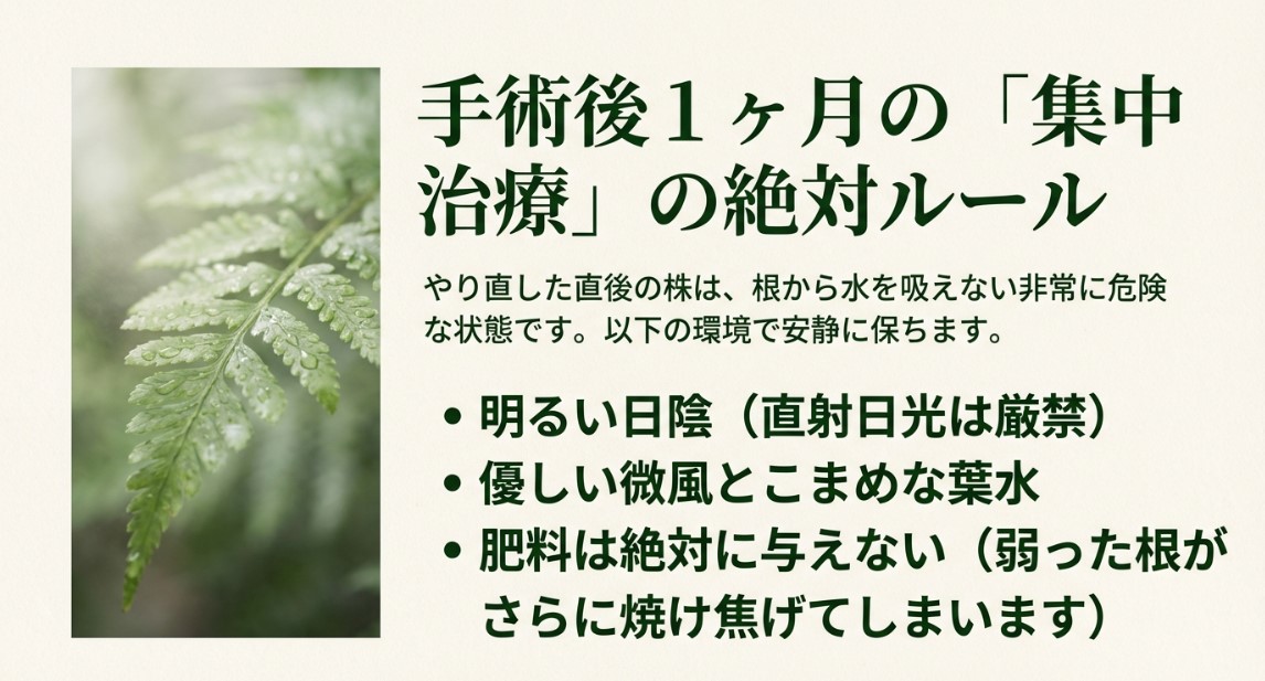 板付け手術後1ヶ月の集中治療ルール 水滴がついたシダの葉のクローズアップ画像と、明るい日陰・葉水・肥料厳禁のルール説明