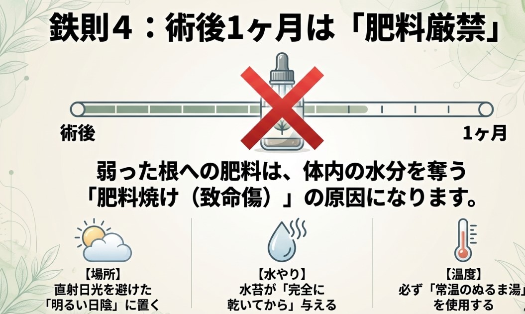 鉄則4：術後1ヶ月は肥料厳禁。直射日光を避けた明るい日陰に置き、水苔が完全に乾いてから常温のぬるま湯を与える。