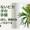 初心者向けのビカクシダ板付け手順と根腐れを防ぐ完全攻略法の表紙スライド