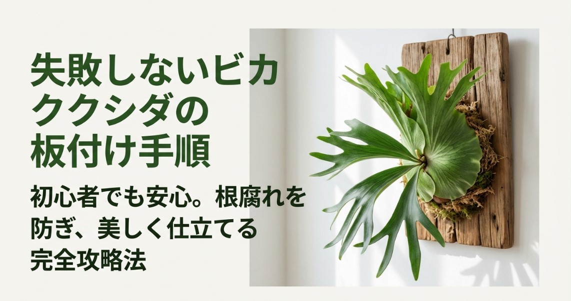 初心者向けのビカクシダ板付け手順と根腐れを防ぐ完全攻略法の表紙スライド