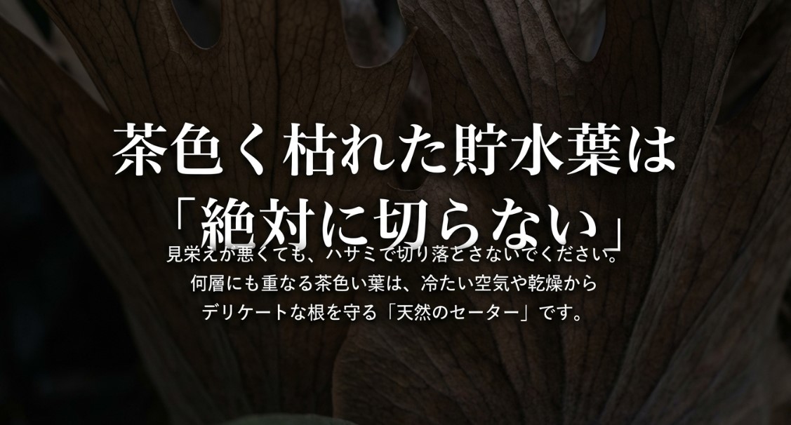 茶色く枯れた貯水葉は絶対に切らないことを説明するスライド。根を守る天然のセーターとしての役割について。