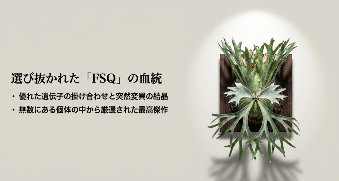 無数の個体から厳選されたFSQ血統の最高傑作に関する解説スライド