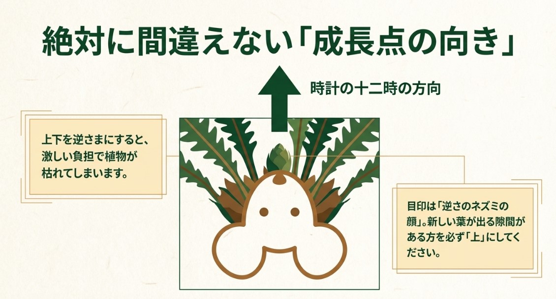 逆さのネズミの顔を目印に、新しい葉が出る隙間がある方を時計の12時の方向（上）に合わせる図解