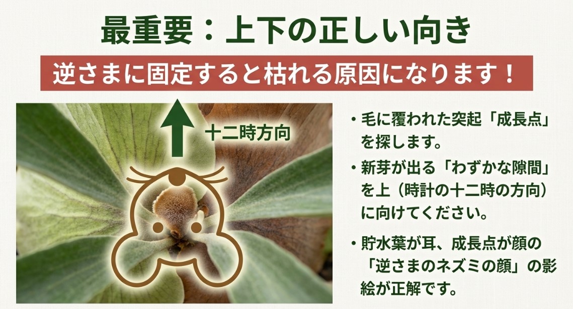 ビカクシダの成長点を探し、新芽が出るわずかな隙間を12時方向に向けるための「逆さまのネズミの顔」の解説図