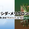 ビカクシダ・メリクロンの真実と安さの裏にあるデメリット