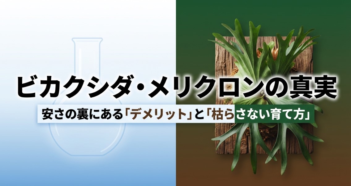 ビカクシダ・メリクロンの真実と安さの裏にあるデメリット