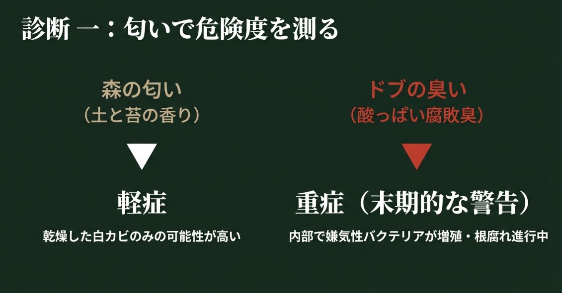森の匂い（軽症）とドブの臭い（重症）の比較表。嫌気性バクテリアによる根腐れの警告。
