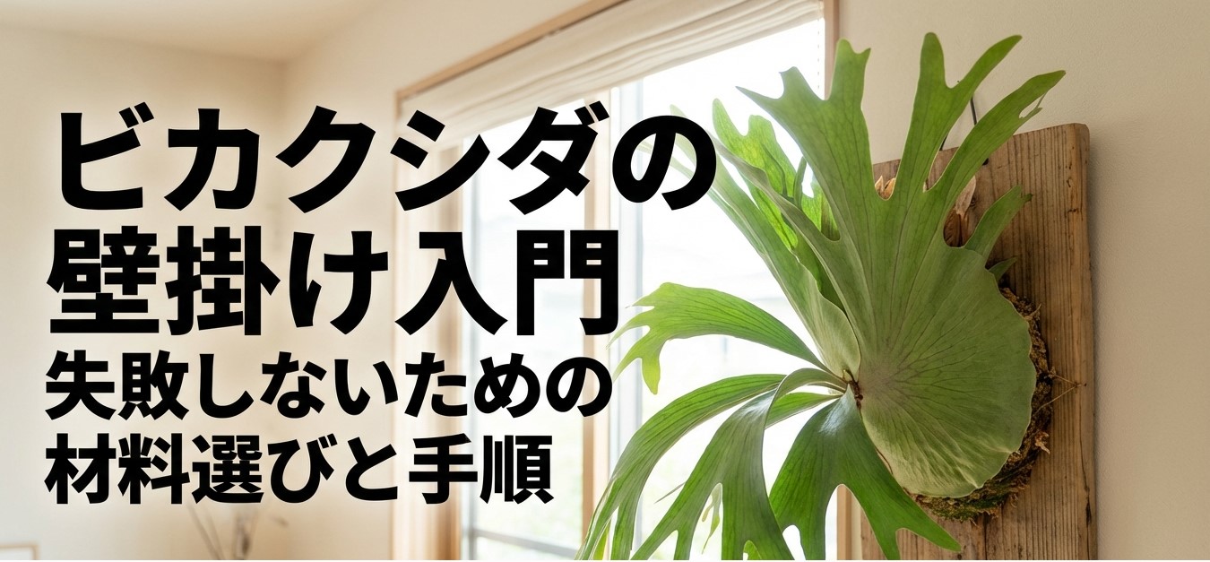 ビカクシダの壁掛け入門・材料選びと手順のタイトル