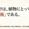 ビカクシダの板付けが根を切り環境を激変させる「大手術」であることを説明するスライド。時期を誤ると命に関わるという警告。
