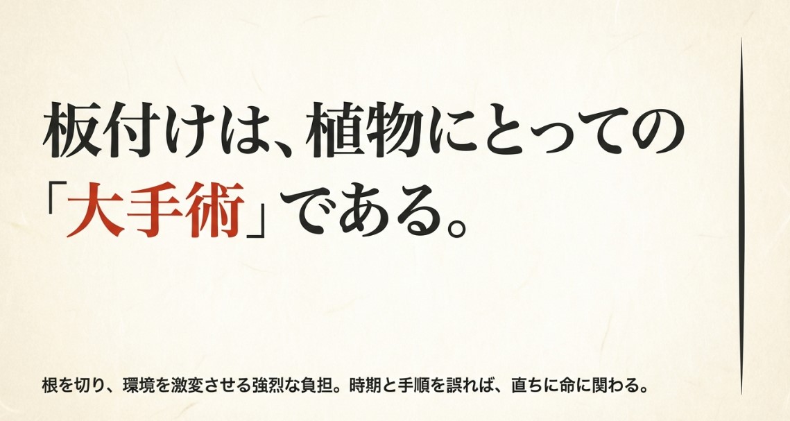 ビカクシダの板付けが根を切り環境を激変させる「大手術」であることを説明するスライド。時期を誤ると命に関わるという警告。