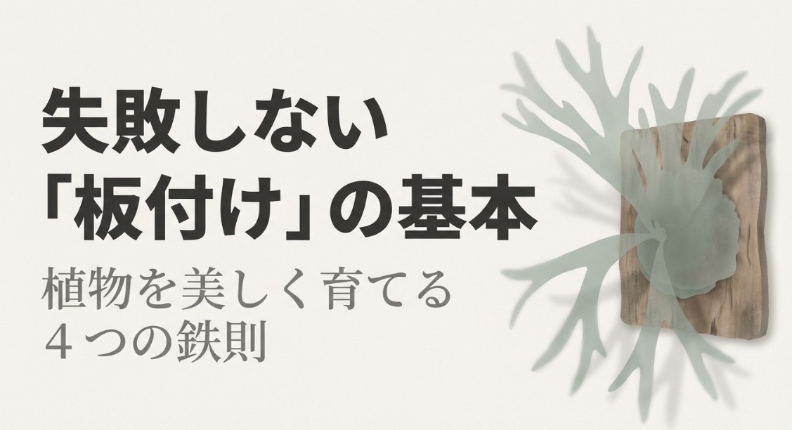 失敗しない「板付け」の基本、植物を美しく育てる4つの鉄則