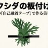 自己融着テープを使って美しく板付けされたビカクシダのイラスト図解