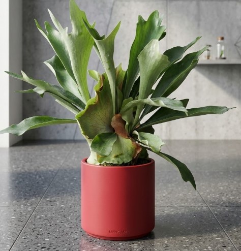 初心者時代にホームセンターでお迎えした、赤い鉢に植えられたコンパクトなビカクシダ・ネザーランドの姿