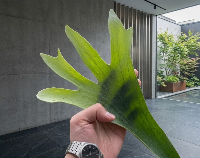 片手で持てるサイズのビカクシダの葉を広げ、胞子葉の幅広い分岐や健康状態を丁寧に確認している様子