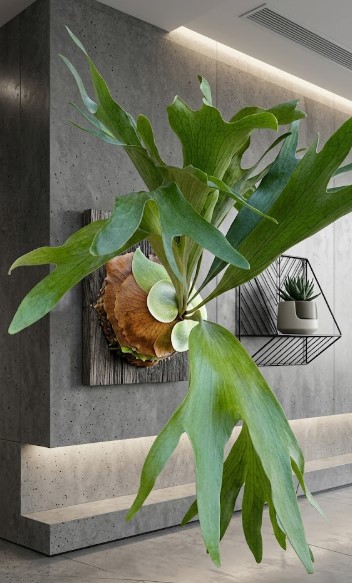 板付に仕立て直され、大きく広がる胞子葉をワイルドに展開しているビカクシダ・ネザーランドの全体像