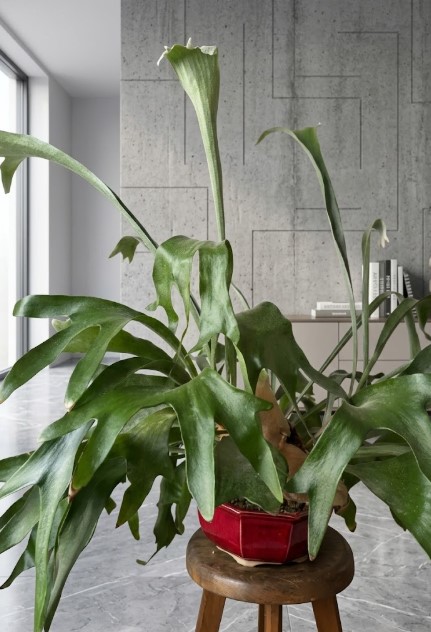 赤い六角形の鉢で管理していた頃、水やりの失敗で葉がぐったりと垂れ下がり、根腐れに悩まされていたビカクシダ