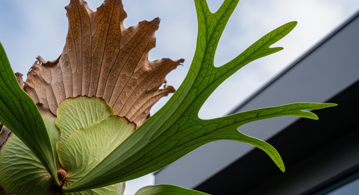 茶色く枯れた貯水葉と力強く展開する緑の胞子葉が美しいビカクシダ・ネザーランドのアップ