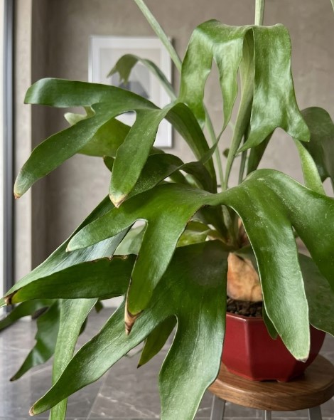 成長して胞子葉が上に向かって力強く立ち上がり始めた、大株のビカクシダ・ネザーランドのクローズアップ