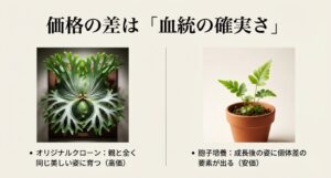 ビカクシダのOC株（オリジナルクローン）と胞子培養株の価格と特徴の比較