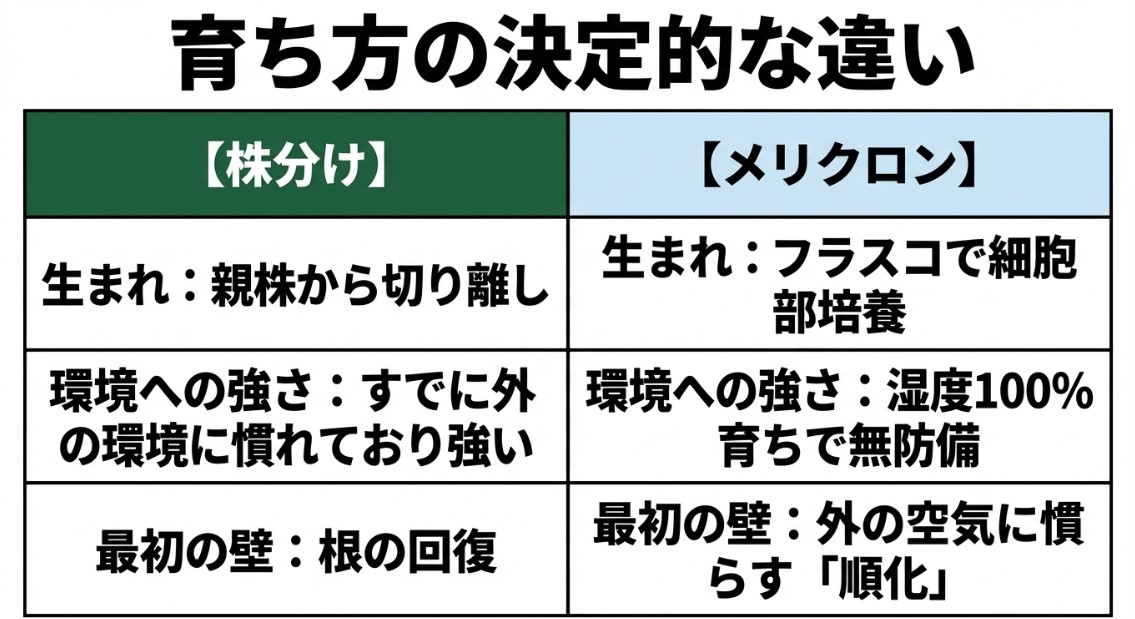 株分けとメリクロンの育ち方の違い ビカクシダの株分けとメリクロンの育ち方、環境への強さ、最初の壁の違いの比較表