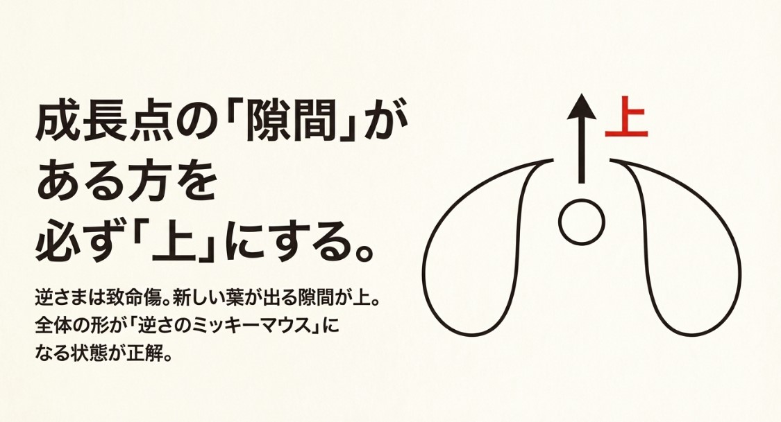 成長点の隙間がある方を上にし、全体の形が「逆さのミッキーマウス」になるのが正解であることを示すイラスト。
