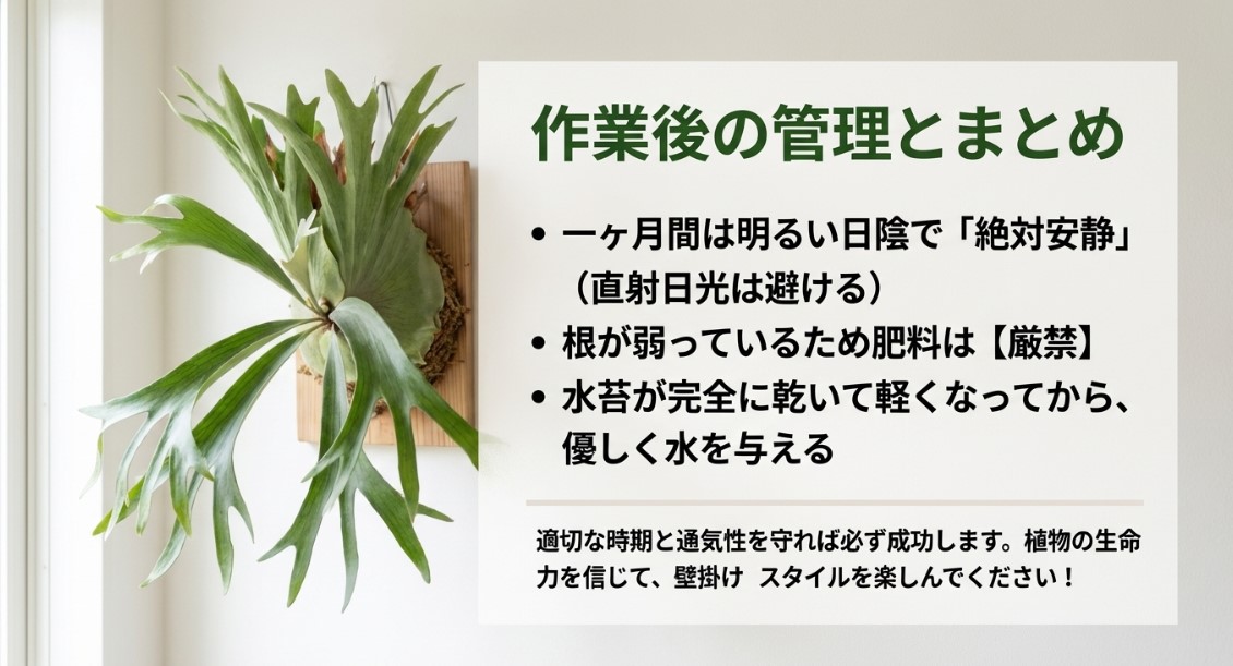 板付け後1ヶ月間の明るい日陰での絶対安静や、肥料厳禁などの管理方法と、美しい壁掛けスタイルの完成写真