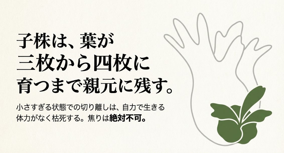 子株は葉が3枚から4枚に育つまで親元に残すべき理由を説明するスライド。小さすぎると体力がなく枯死するリスクの警告。