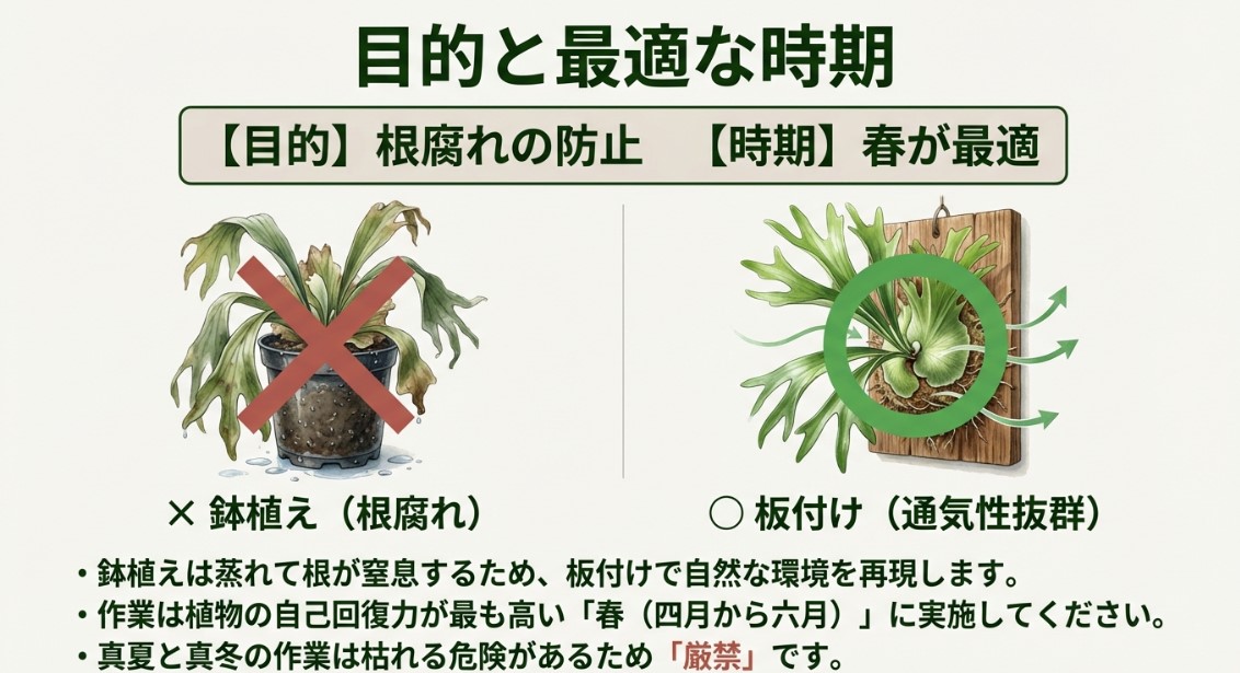 鉢植えでの根腐れリスクと、板付けによる通気性向上、および作業に最適な春の時期を解説した図解