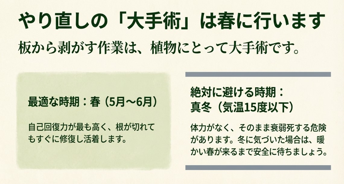 ビカクシダの板付けやり直しに最適な時期 板から剥がす大手術は春(5月〜6月)に行い、真冬は避けることを説明するスライド